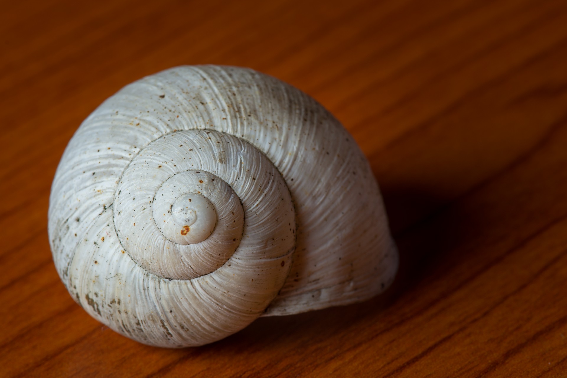 shell snail feed free photo