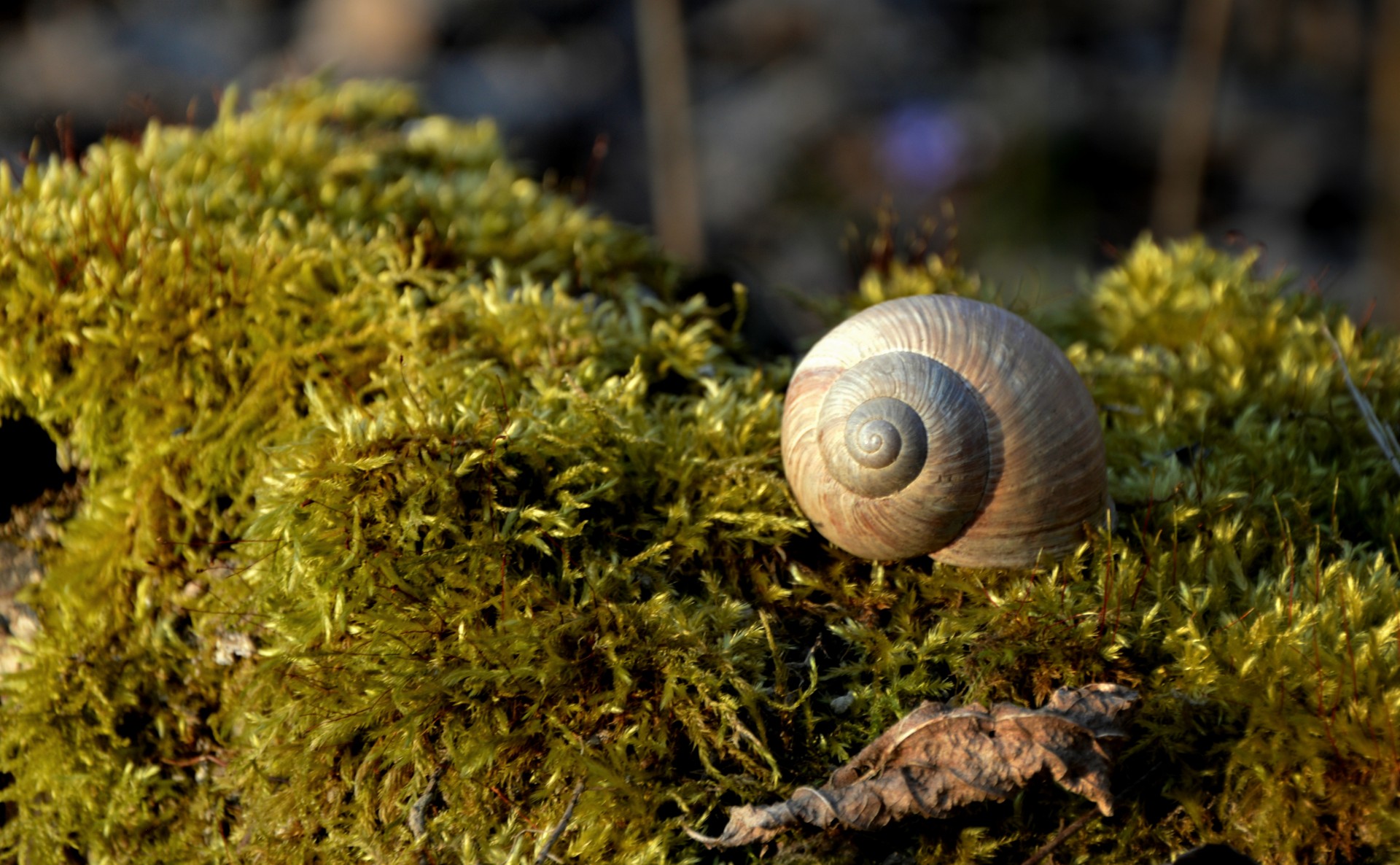 snail moss nature free photo