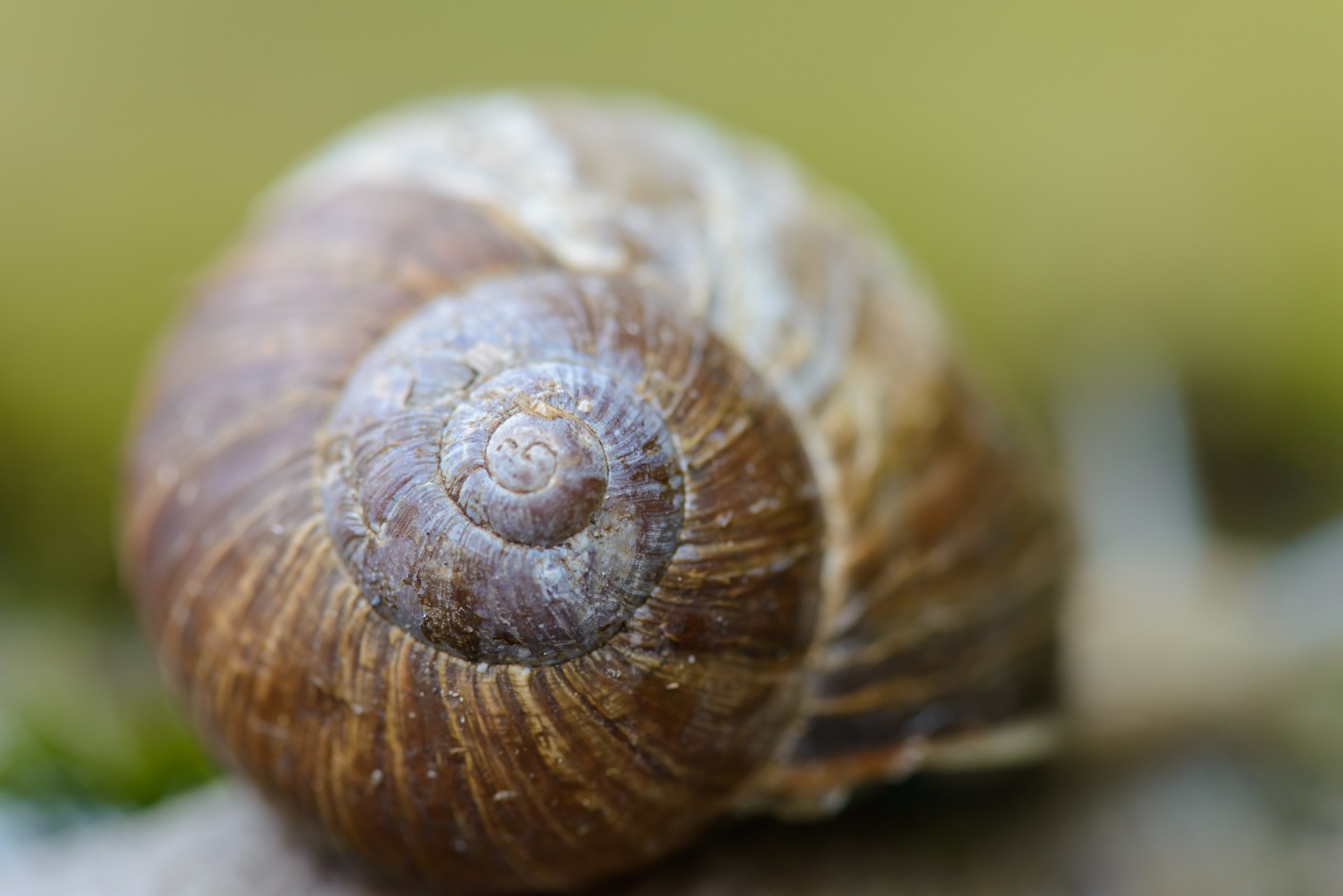 shell snail blurred background free photo