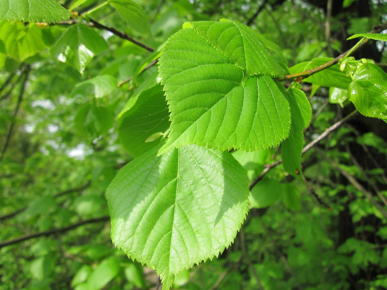 ulmus glabra wych elm scotts elm free photo