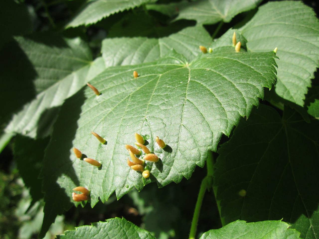 ulmus glabra wych elm scots elm free photo