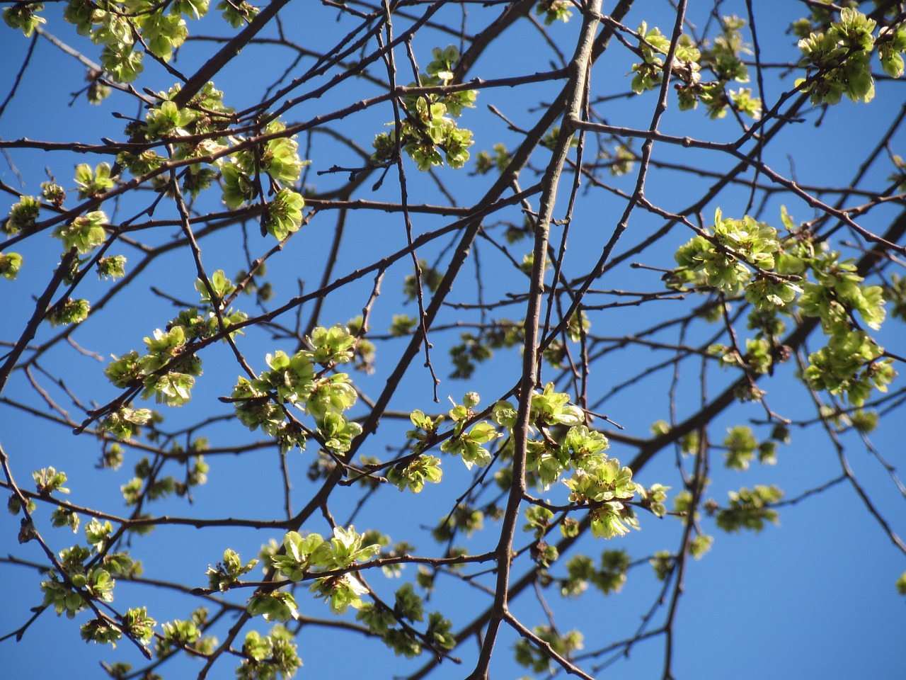 ulmus glabra wych elm scots elm free photo