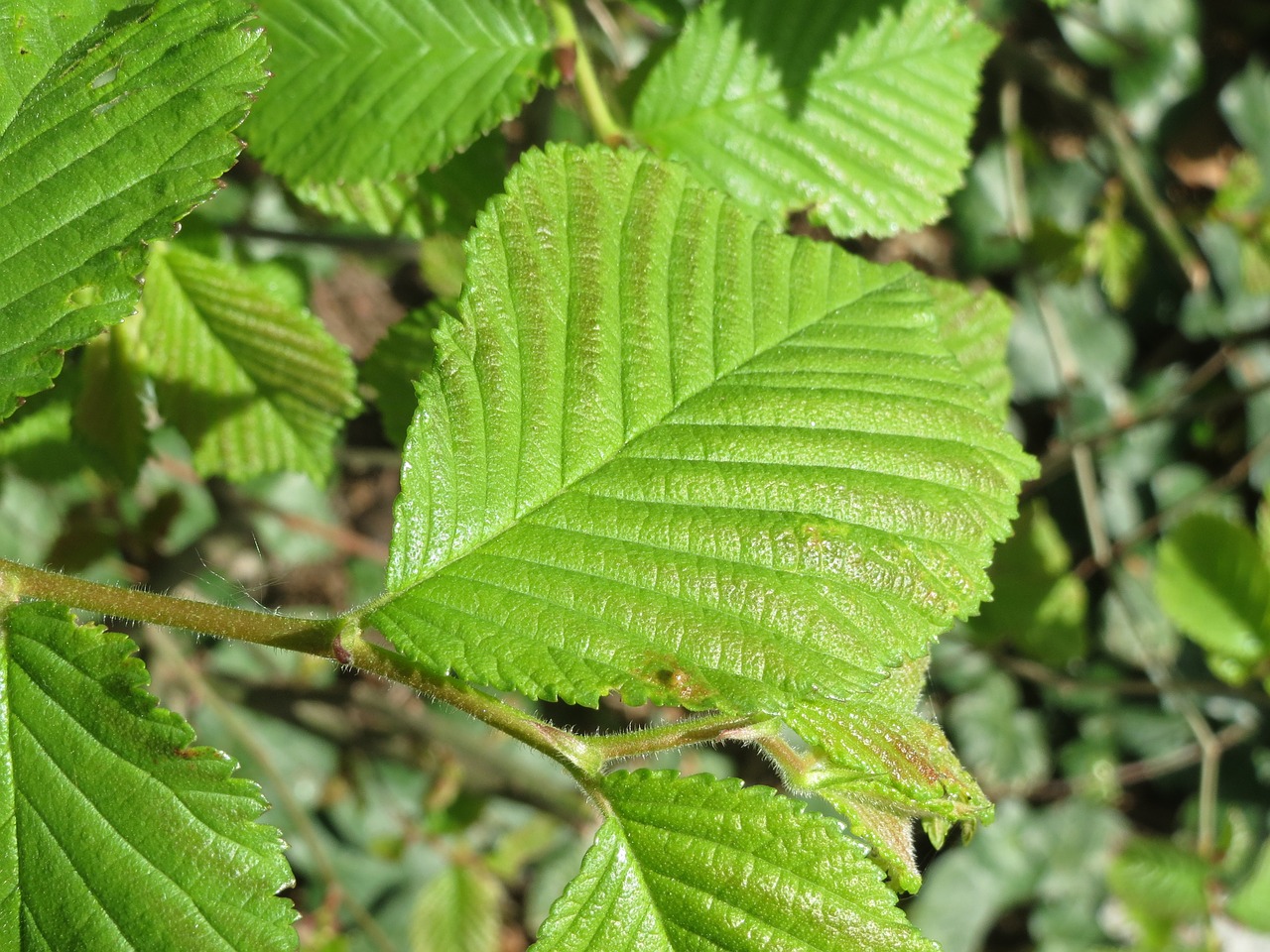 ulmus glabra wych elm scots elm free photo