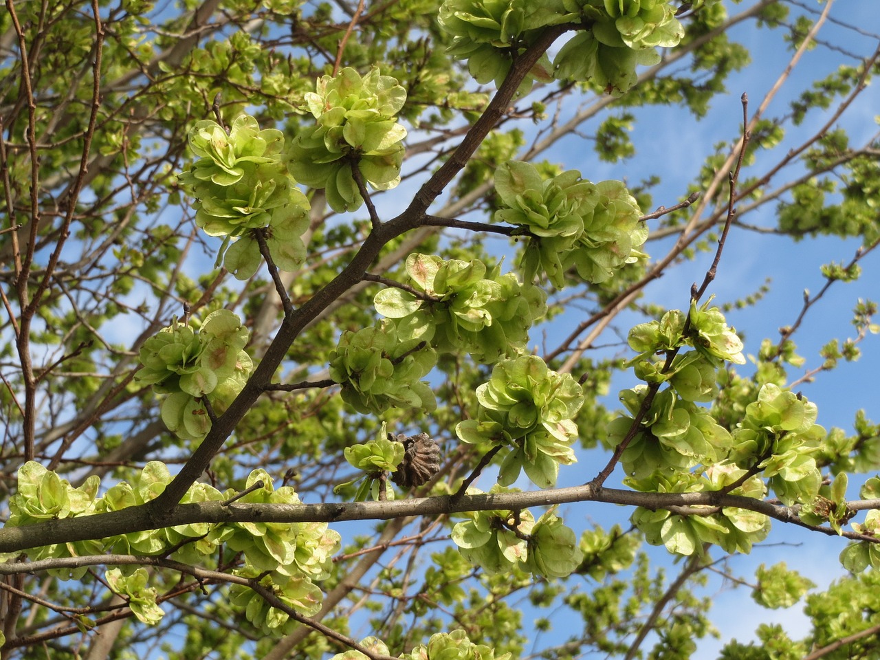 ulmus minor field elm fruit free photo