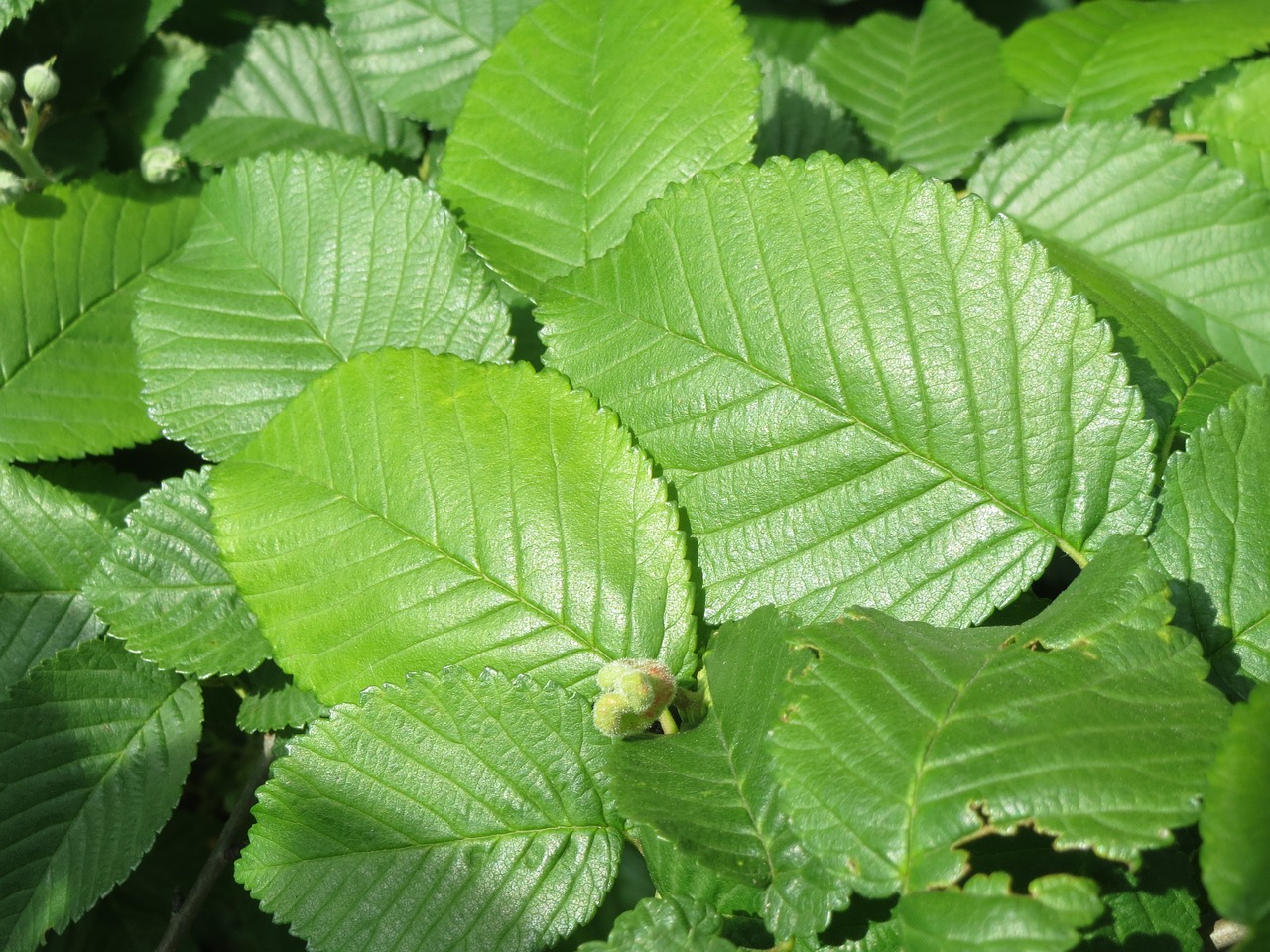 ulmus minor field elm tree free photo