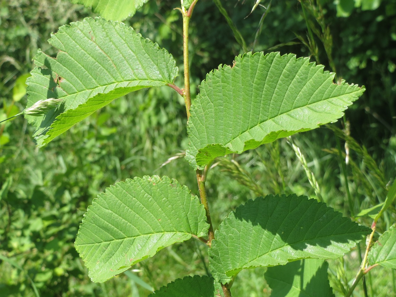 ulmus minor field elm tree free photo