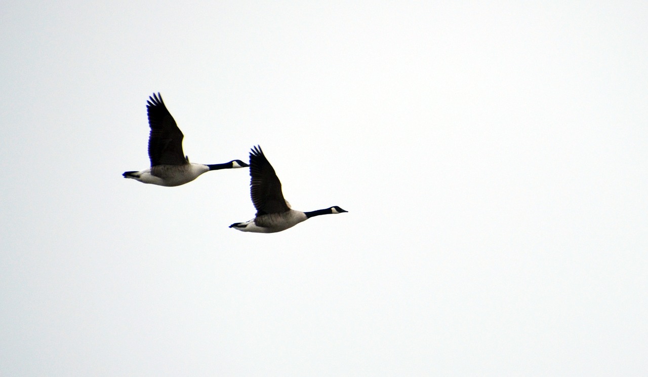 ultervattnet goose couple free photo