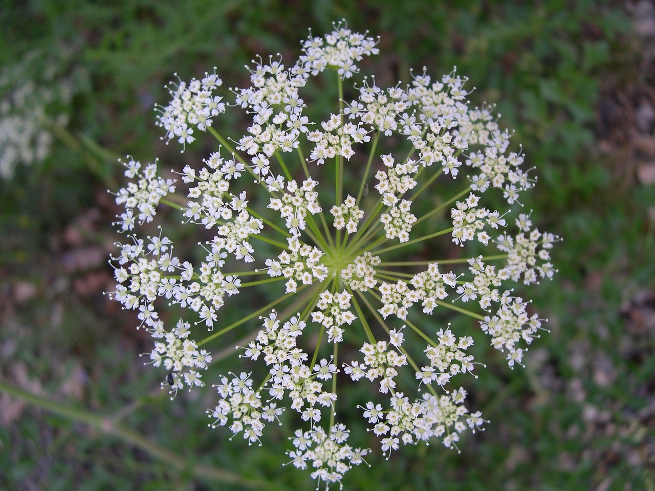 umbel flower white free photo