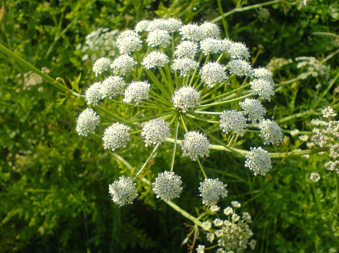 umbel umbelliferae wild carrot free photo