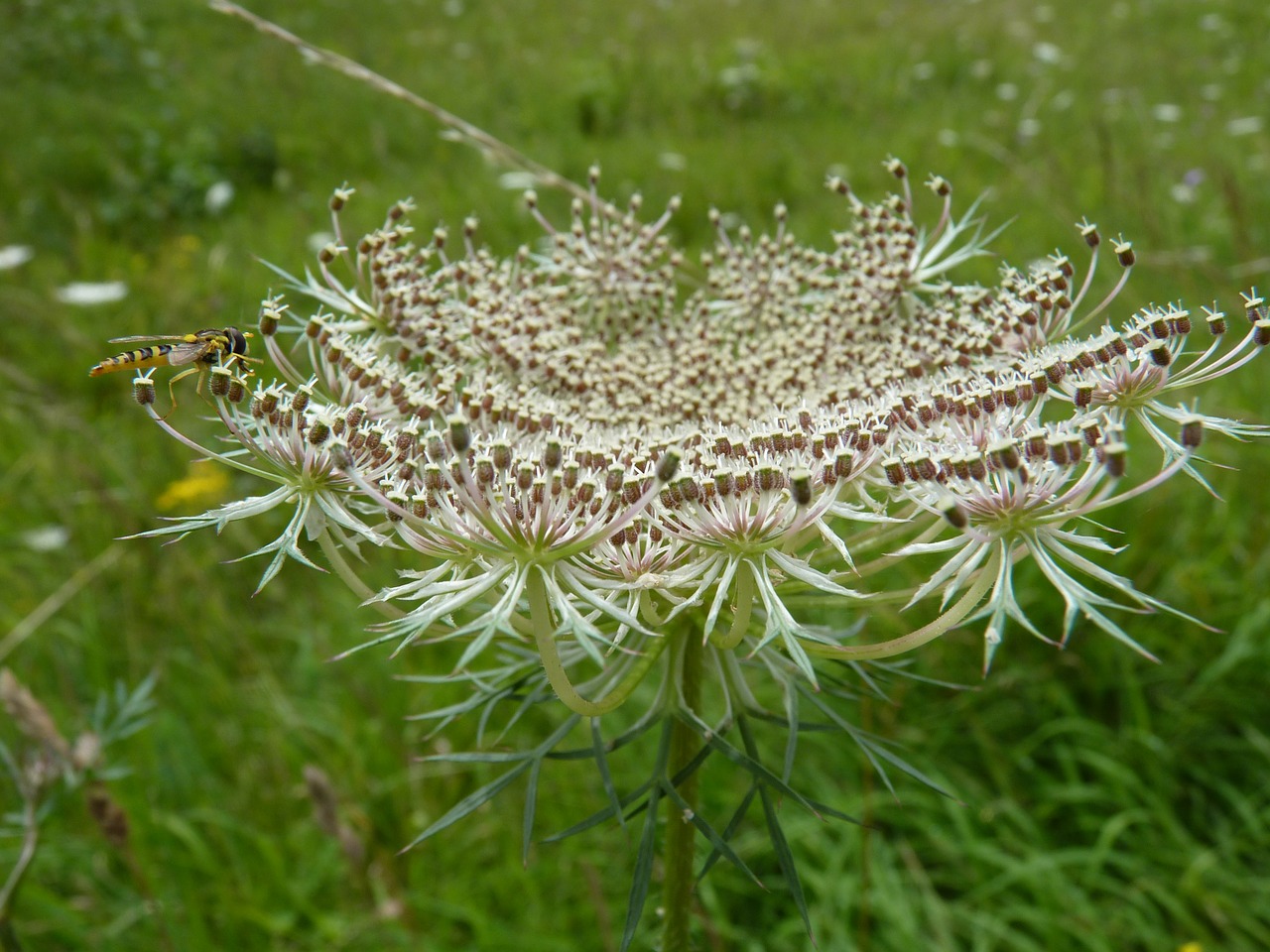 umbel insect nature free photo