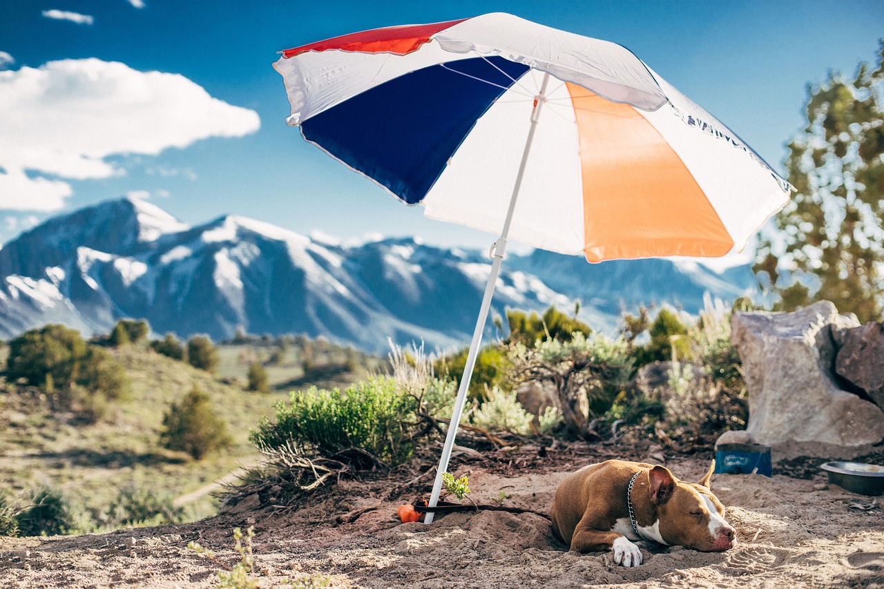 umbrella dog animal free photo