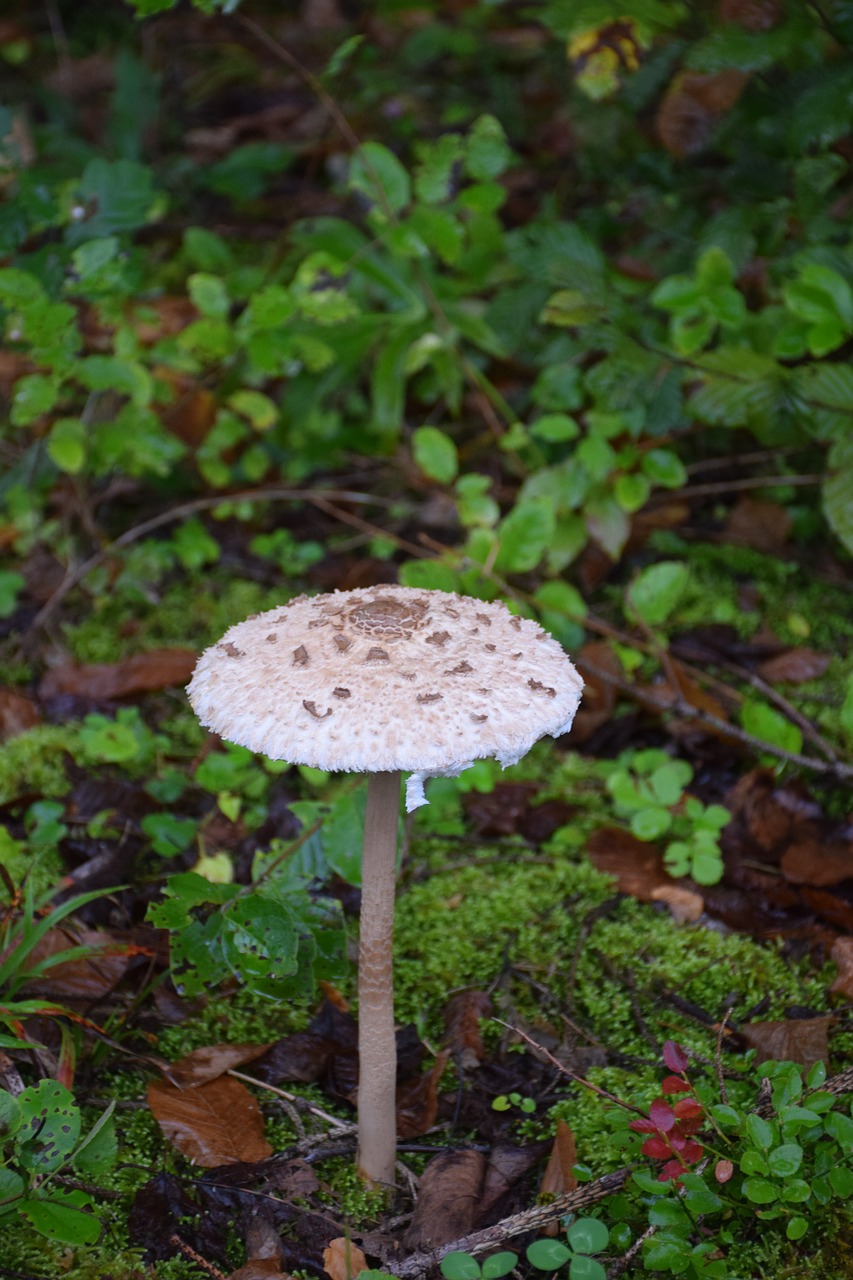 umbrella  mushroom  forest free photo