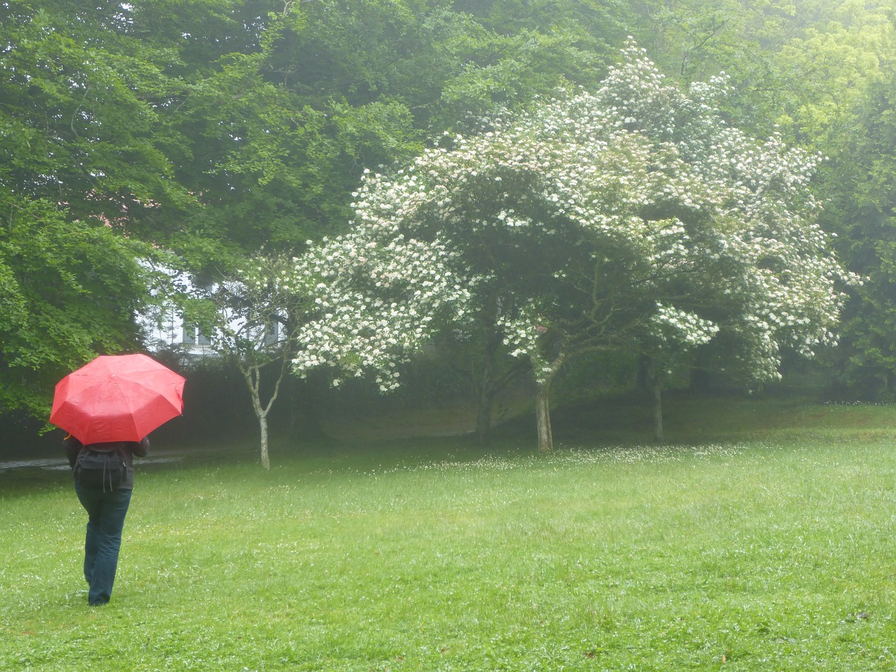 umbrella rain rainy weather free photo