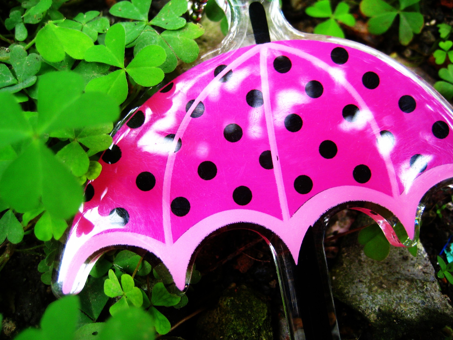 umbrella rainy season conceptual free photo