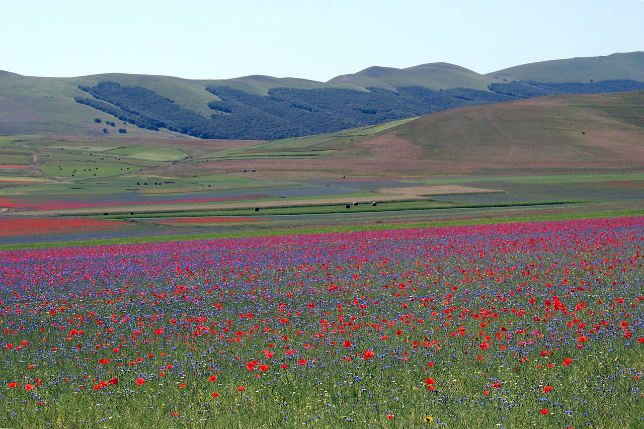 umbria  castelluccio  of free photo