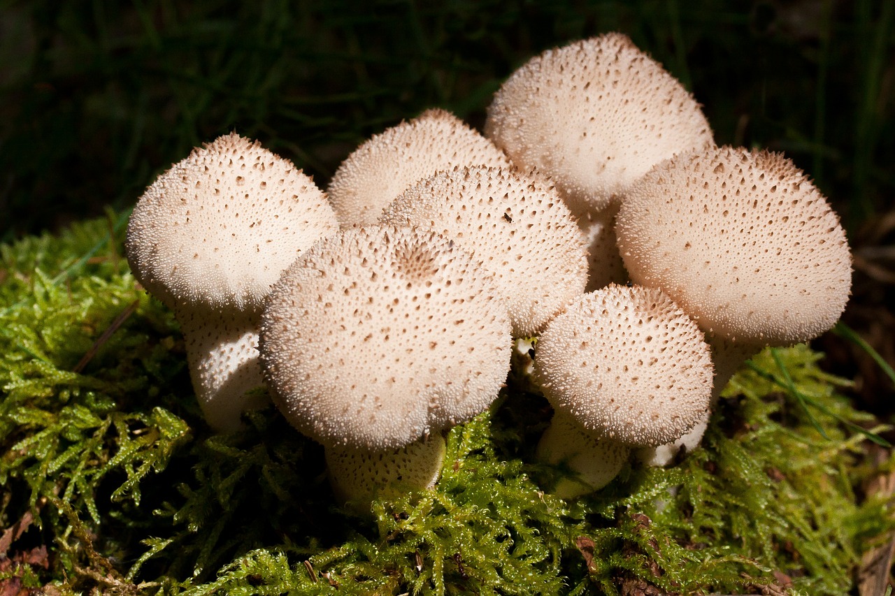 umbrinum bovist mushrooms free photo