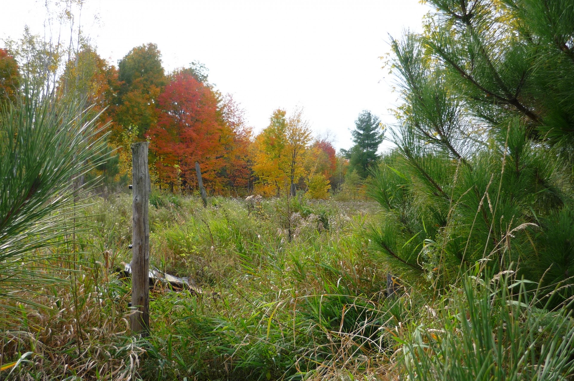 autumn landscape nature free photo