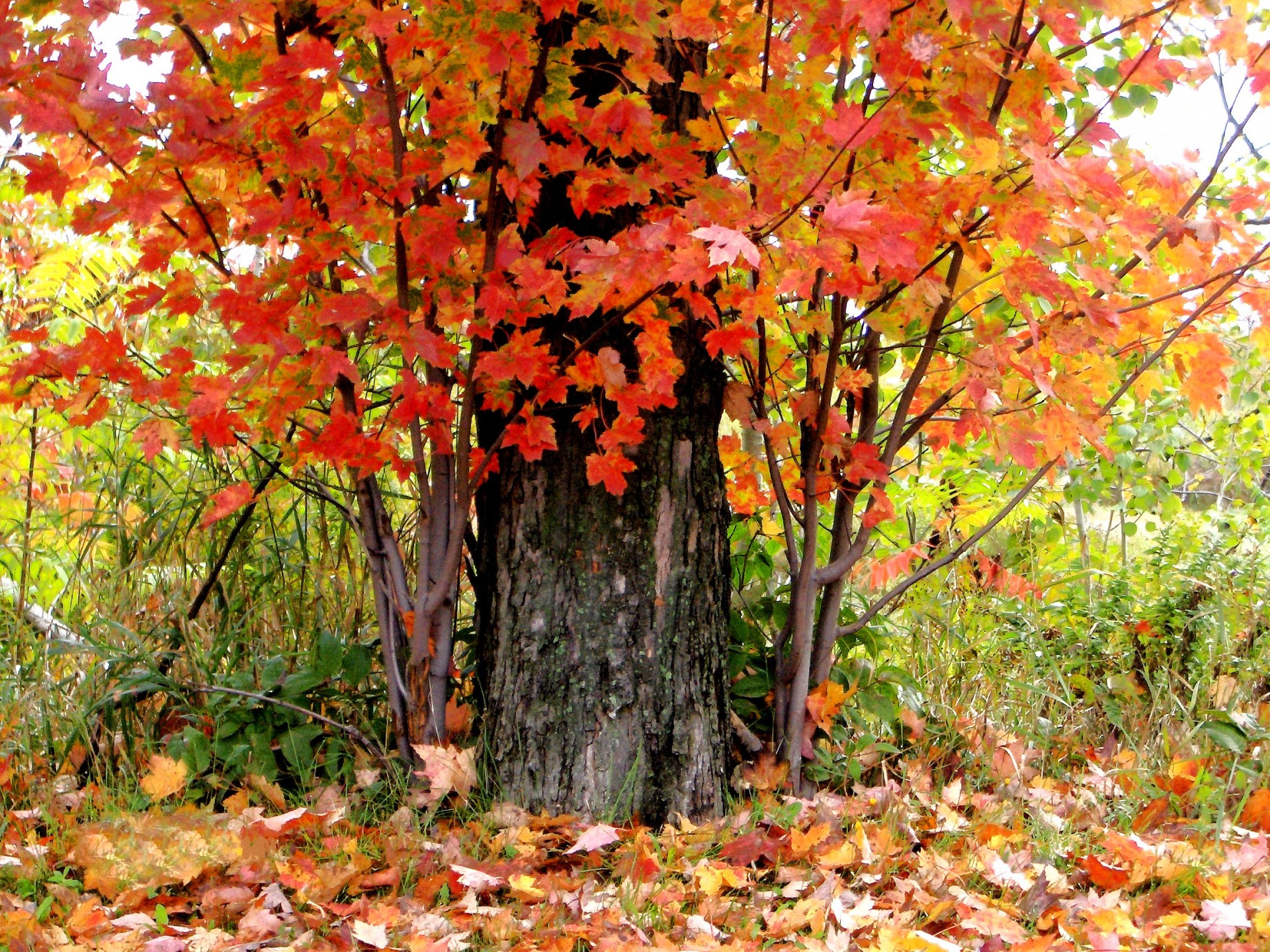 tree leaves autumn maple one autumn day (4) free photo