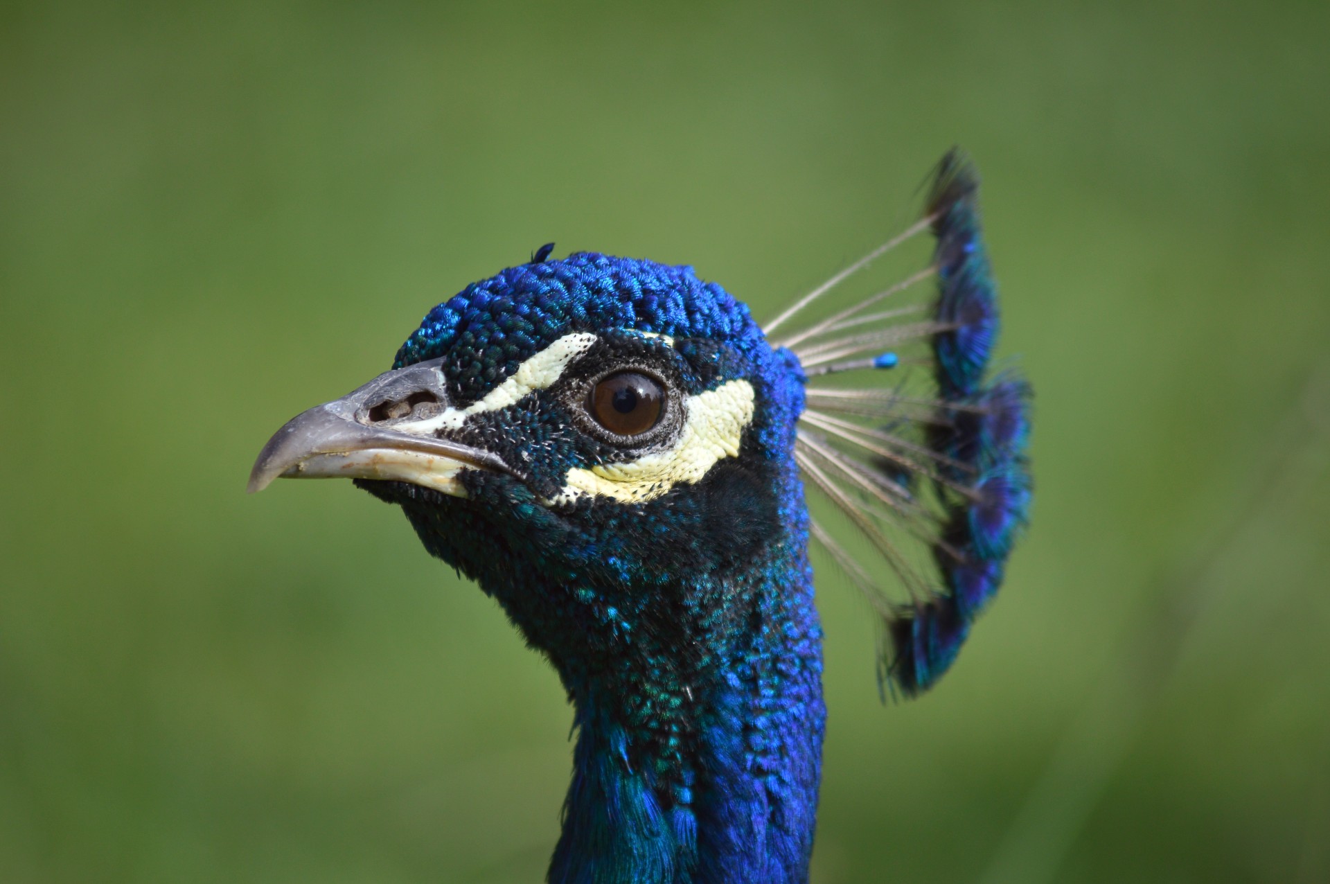 peacock head a peacock free photo