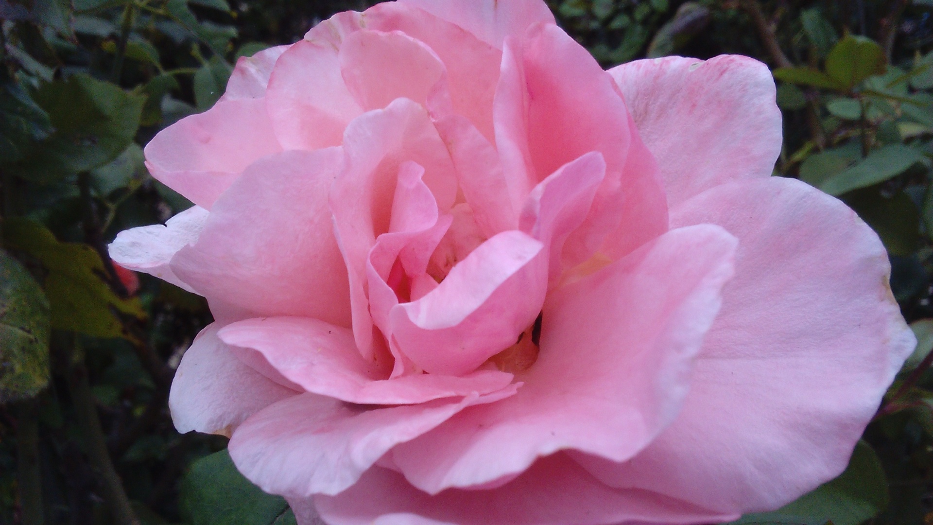 pink flower a rose free photo