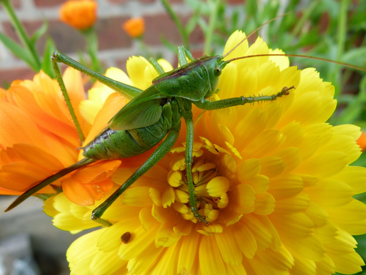 una sauterrelle insect flower free photo