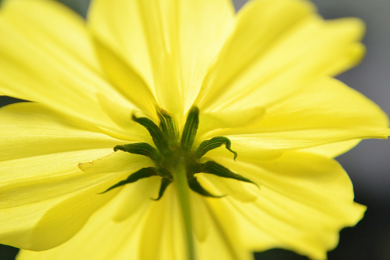 under under a flower nectar free photo