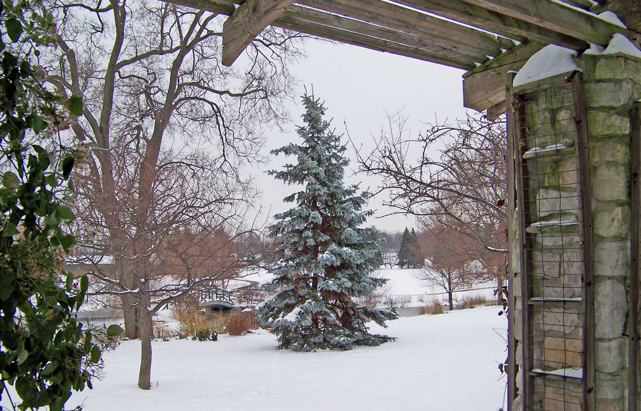 arbor snow winter free photo