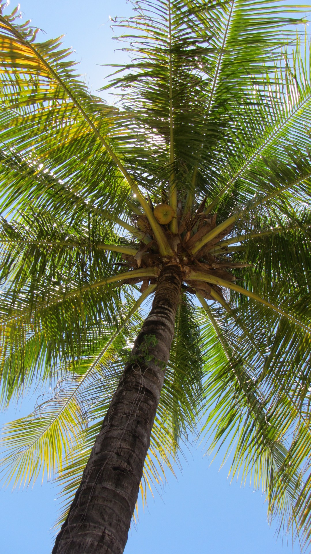 palm palm tree coconut free photo