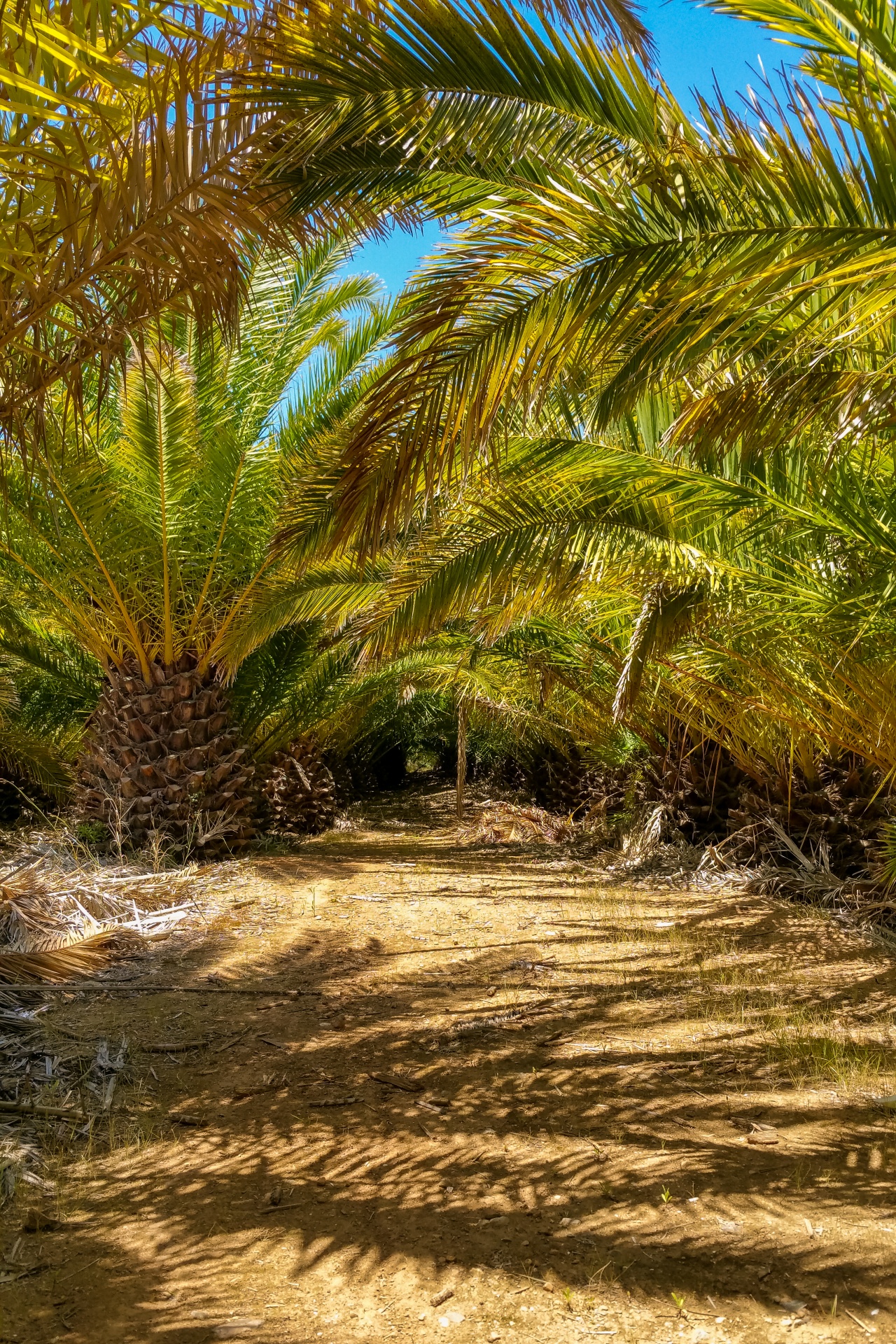 blue sky exotic green free photo