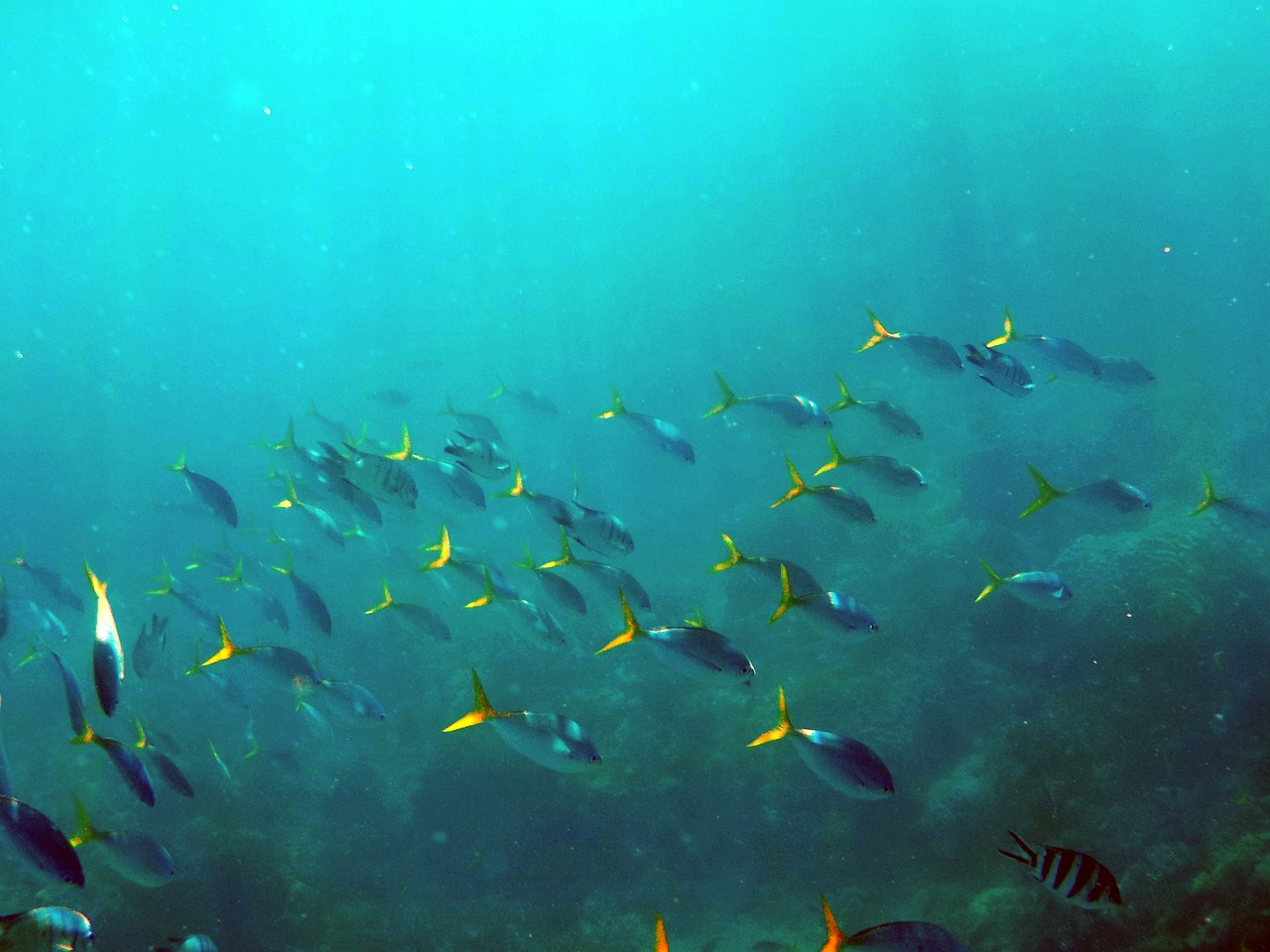 under the sea deep sea fish free photo