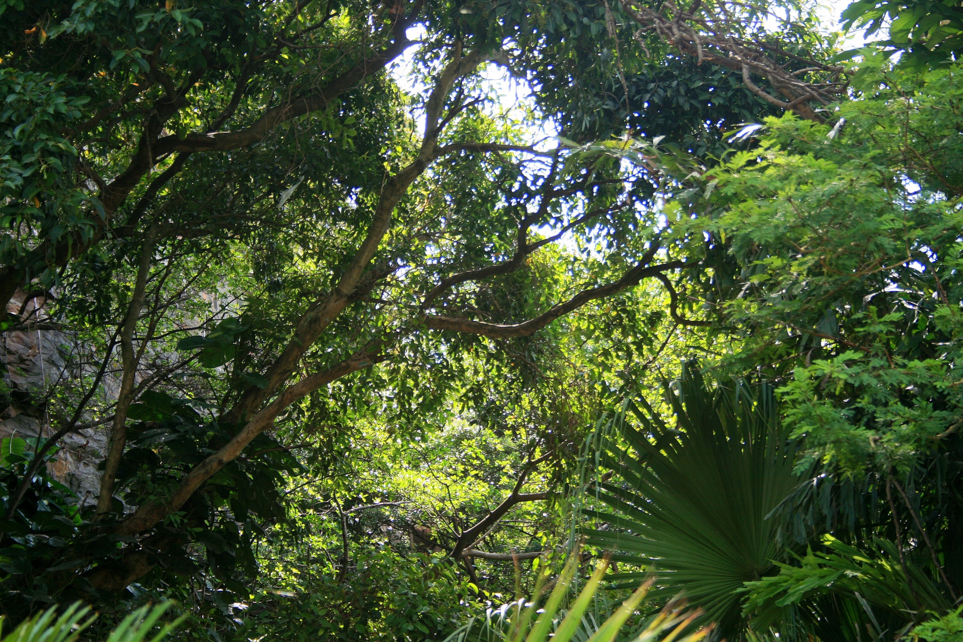 garden trees tropical free photo