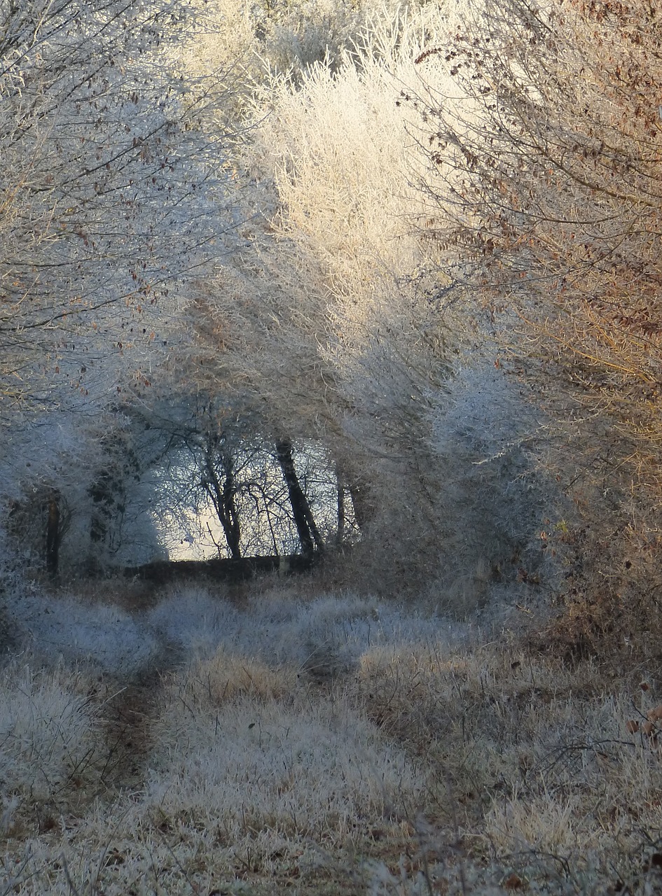 under wood cold frost free photo