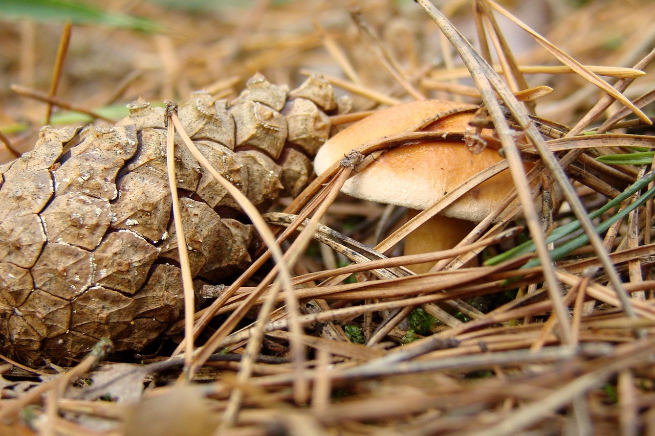 undergrowth mushroom pine cone free photo