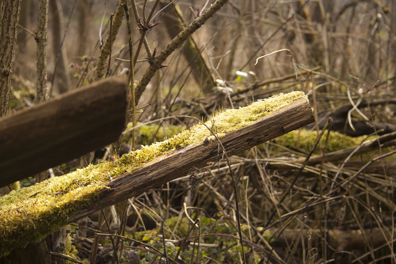 undergrowth nature environment free photo