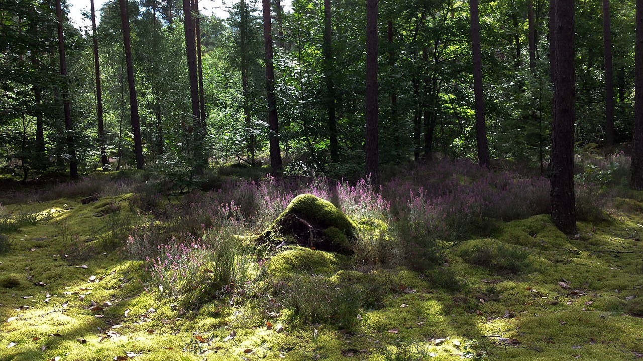 undergrowth forest heather free photo