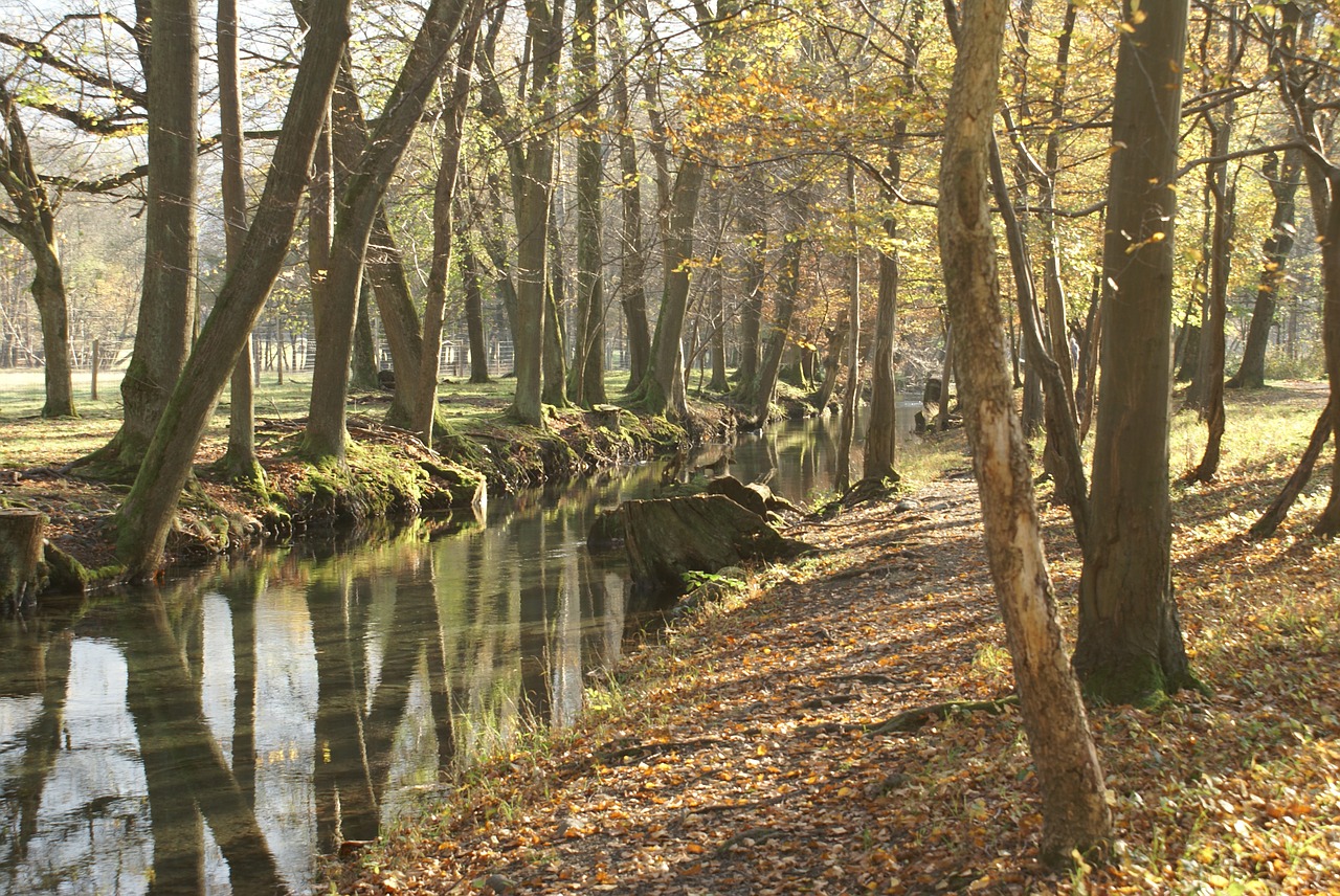 undergrowth forest river free photo