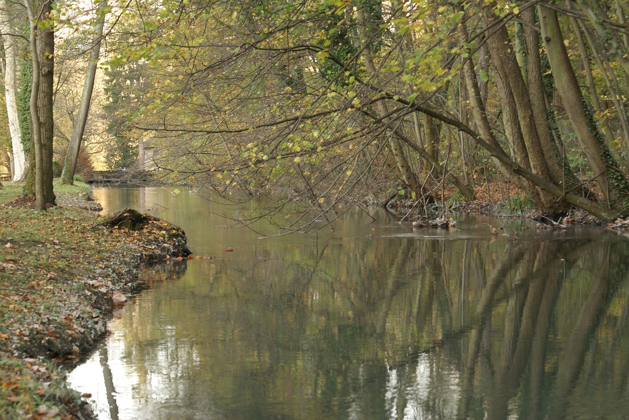 undergrowth river reflections free photo