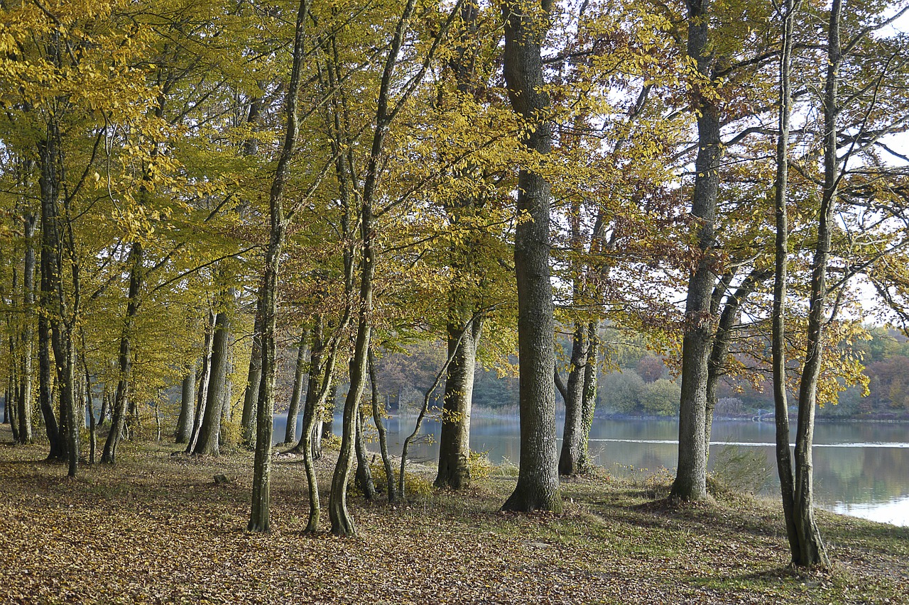 undergrowth moutiers in puisaye fall free photo