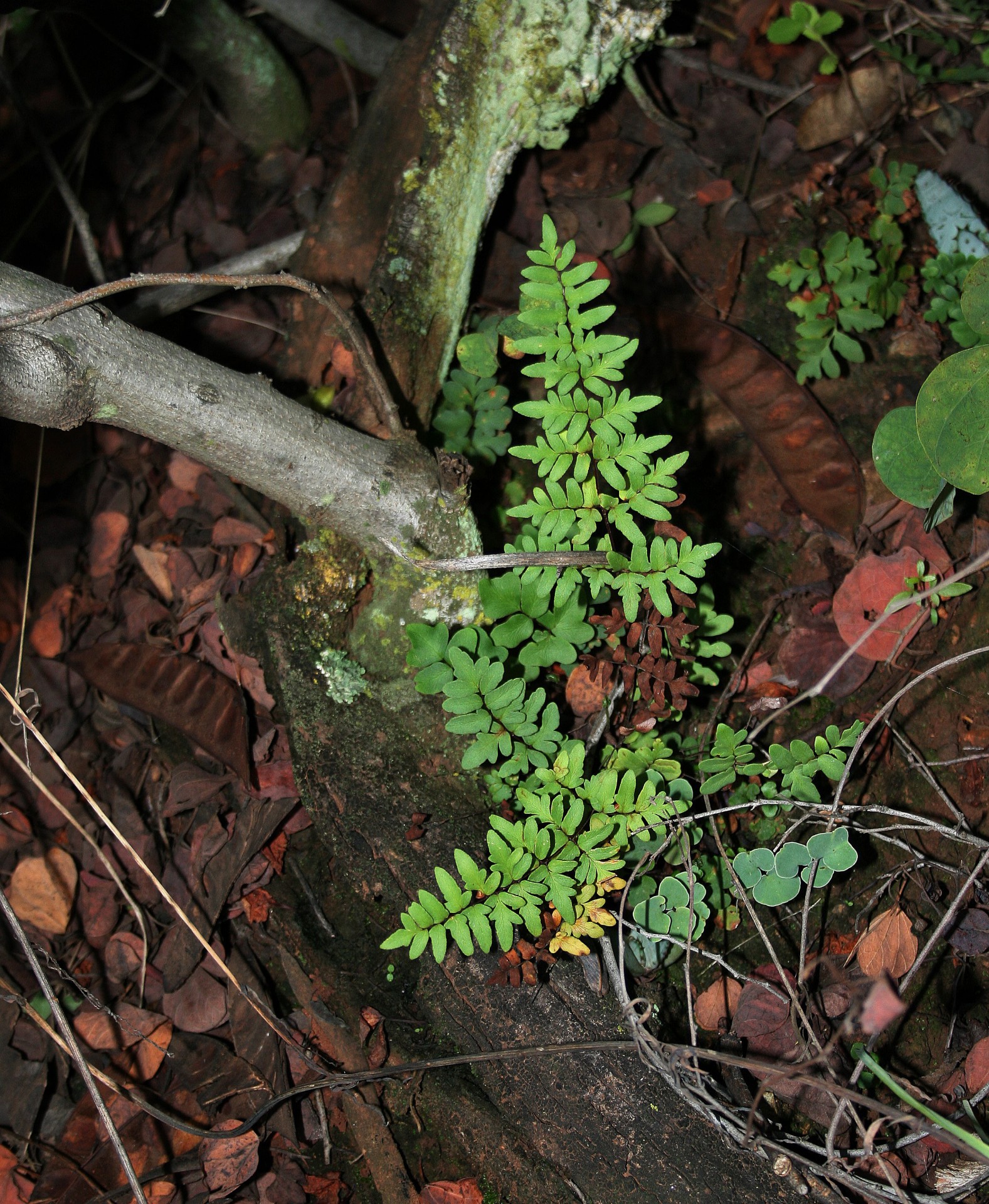 plant green fern free photo