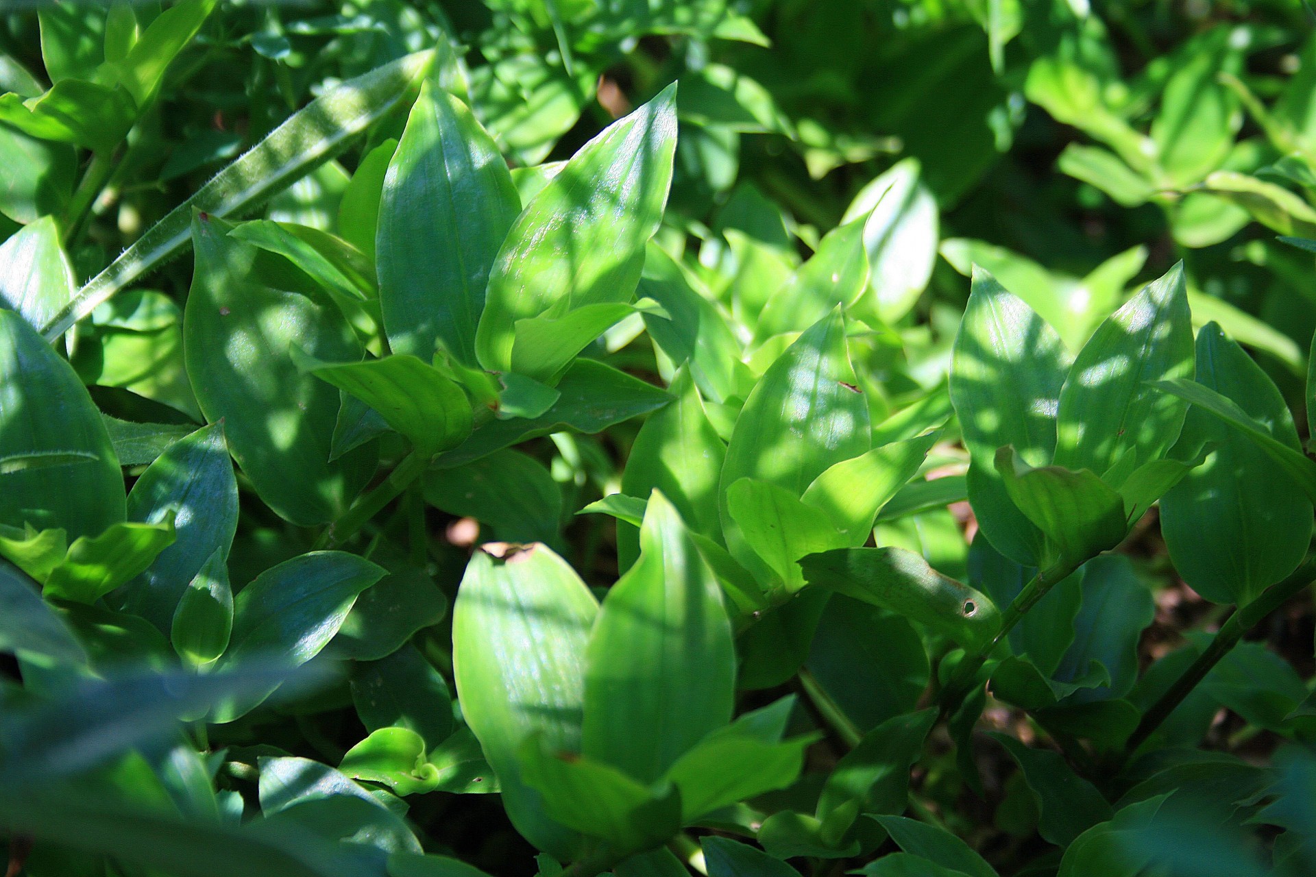 shade sun groundcover free photo