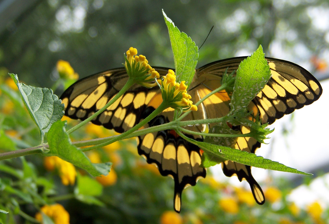 under underneath butterfly free photo