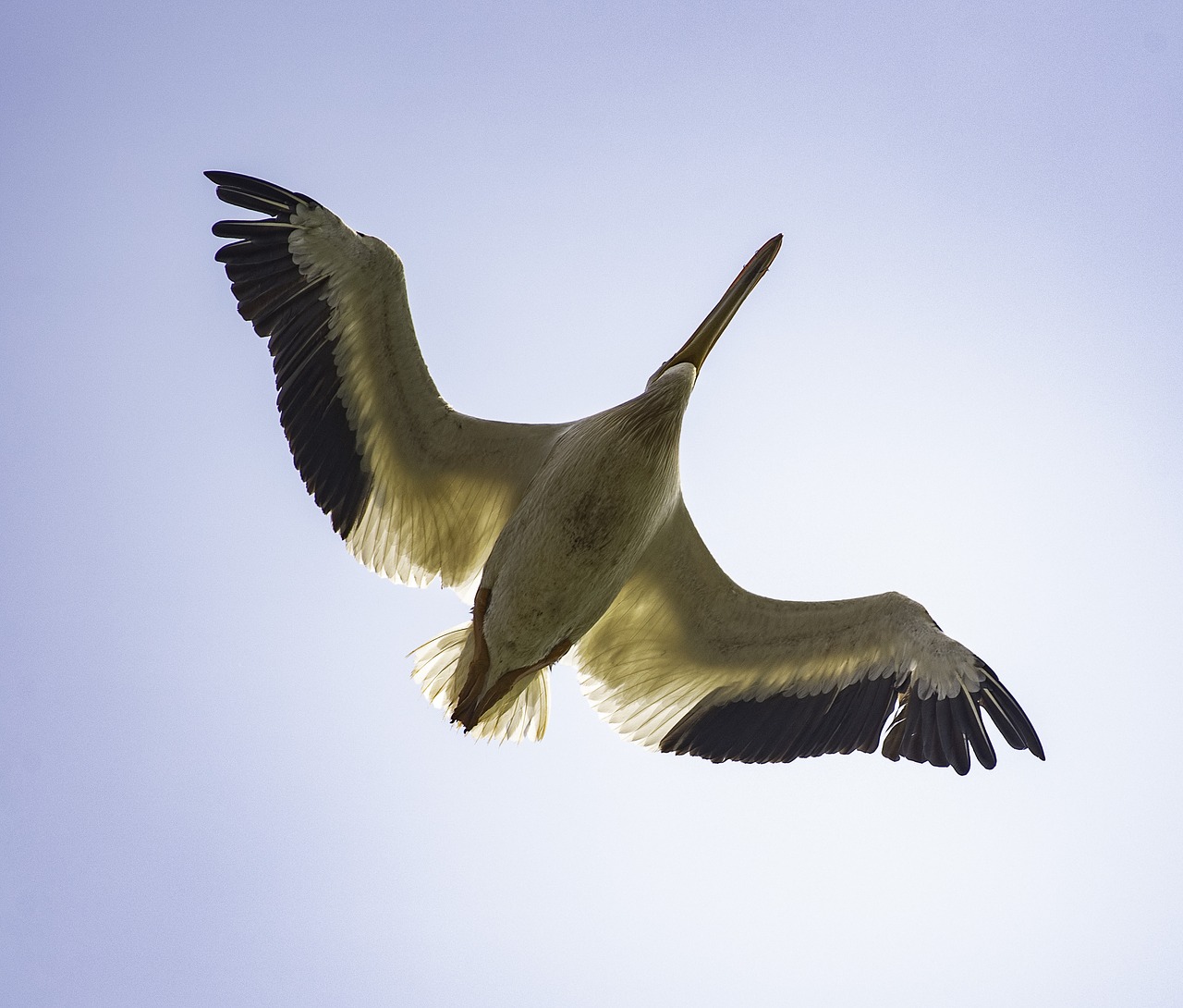 underside  bird  pelican free photo