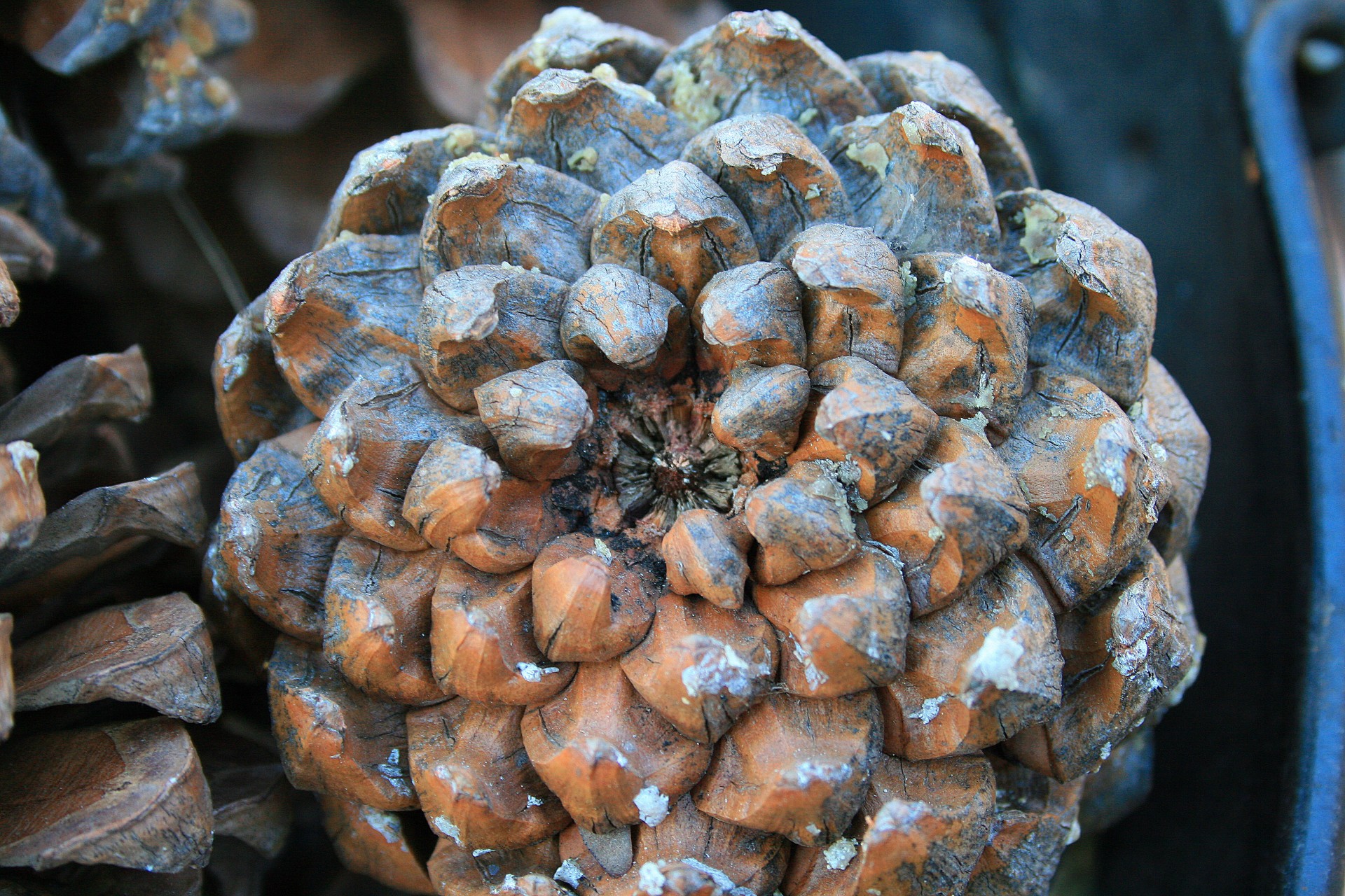 cone pine spines free photo