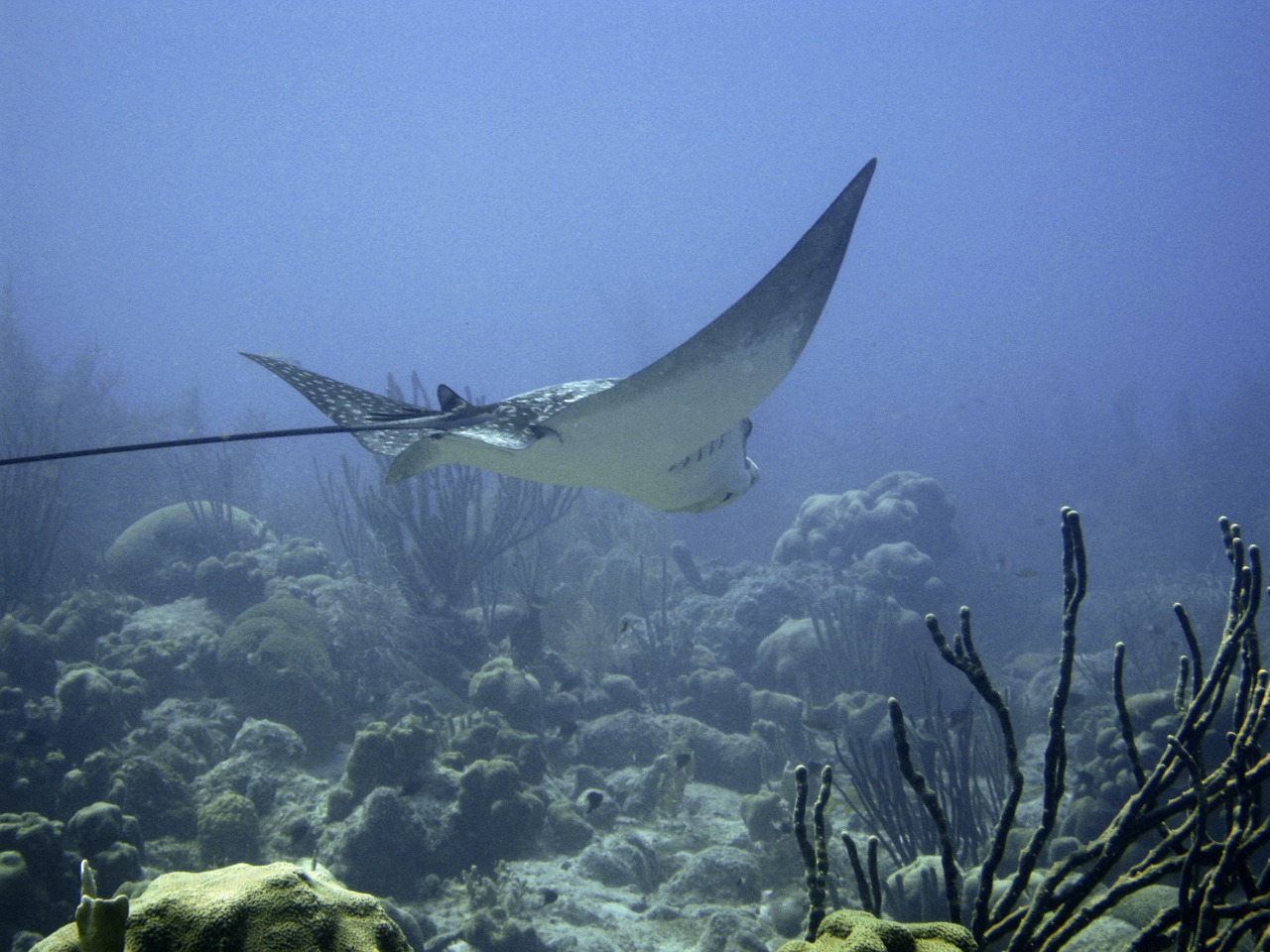 underwater ray marine free photo