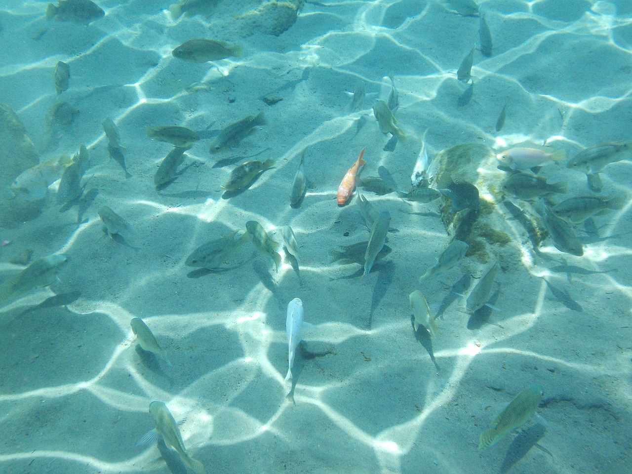 underwater fish nature free photo