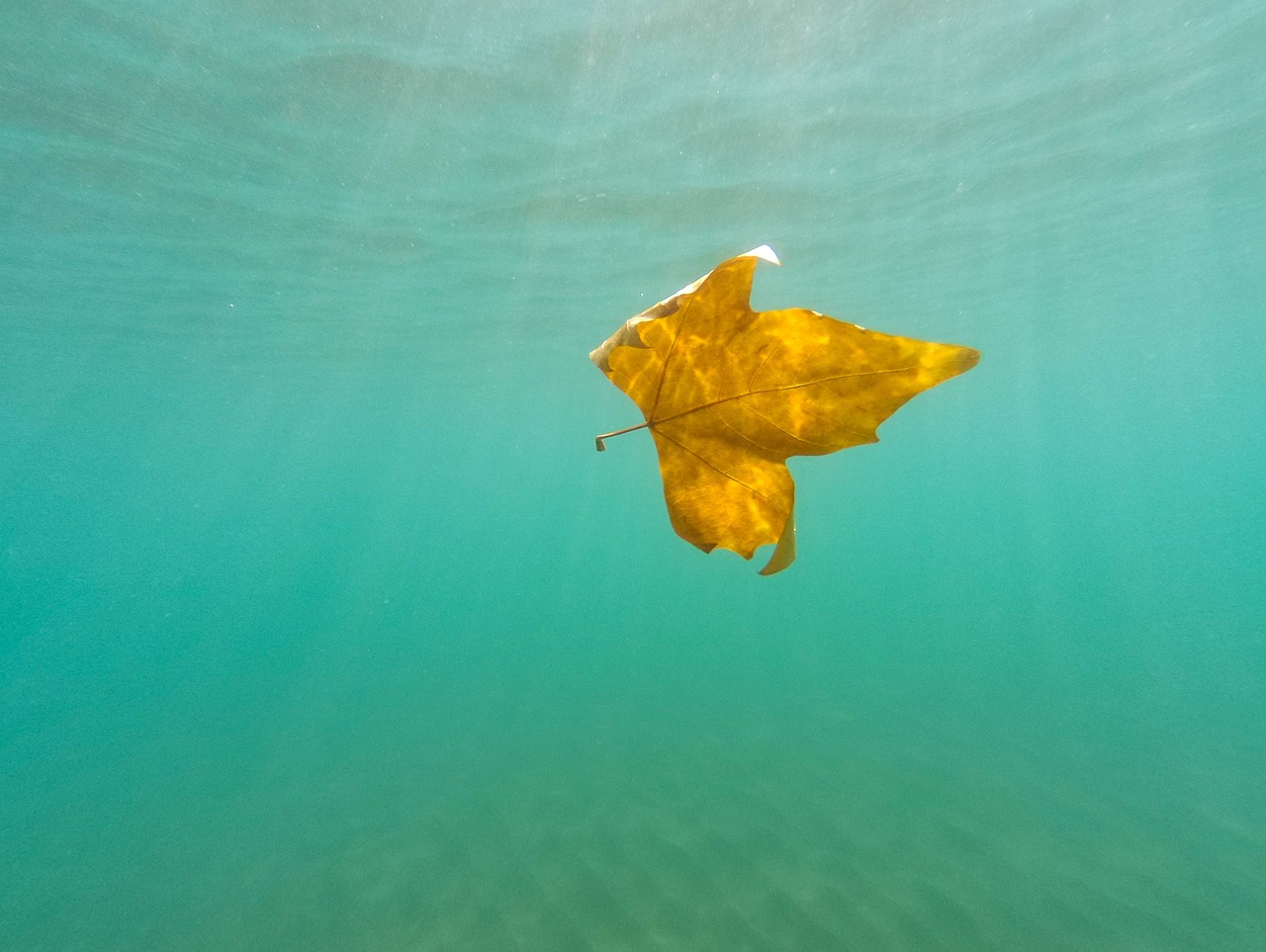 underwater leaf maple free photo