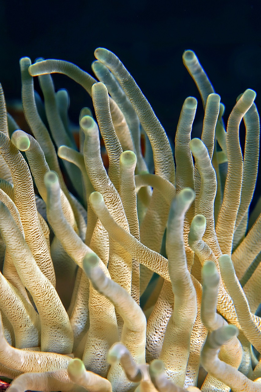 underwater plant coral free photo