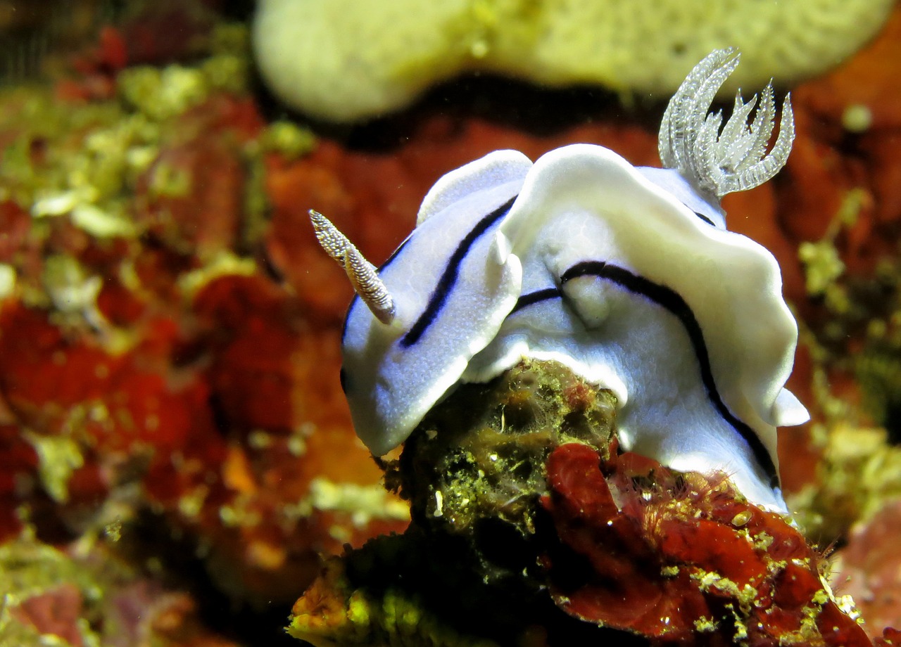 underwater scuba diving fauna free photo