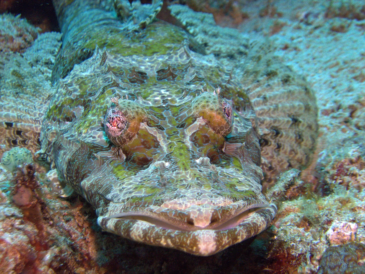 underwater scuba diving fauna free photo