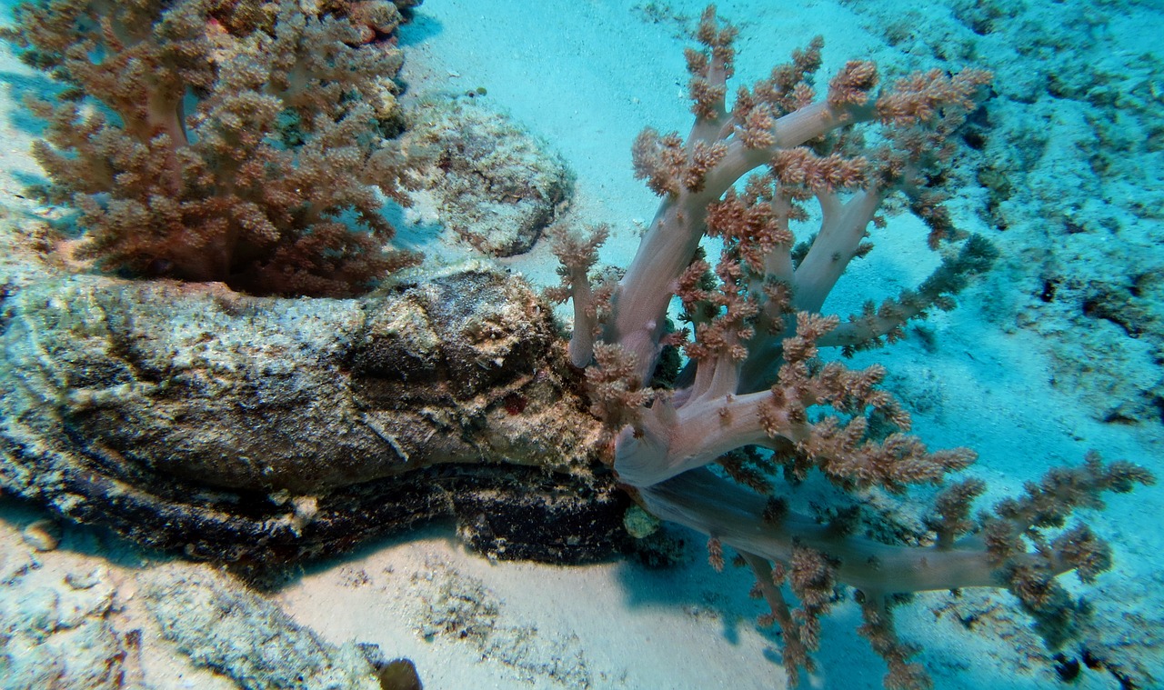 underwater scuba diving shoe free photo